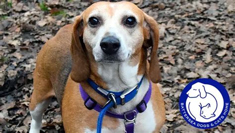 battersea dogs rehoming gallery official site.